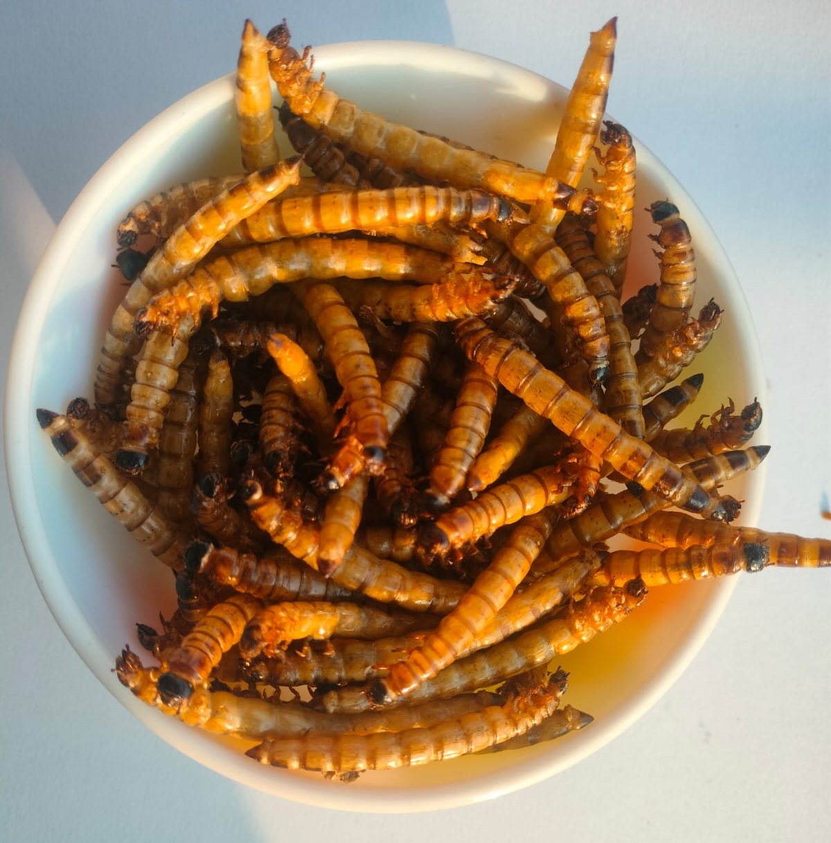 healthy insects